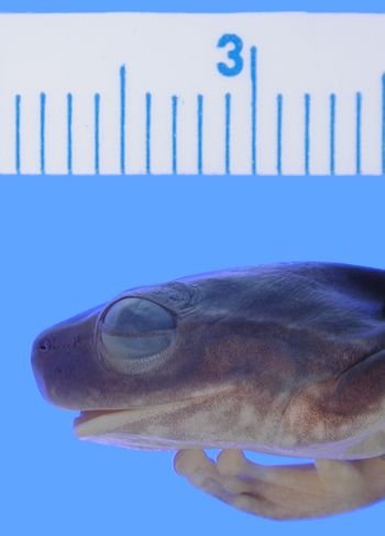 Media type: image; Herpetology A-34964